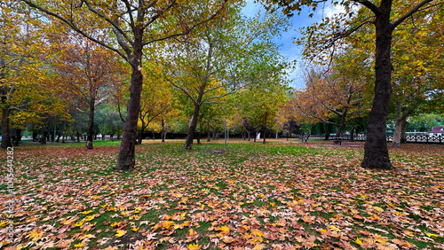 The colors of the trees in the nature park changed and the leaves began to fall #1045644282