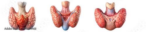 Anatomically correct thyroid gland isolated on clean white background PNG