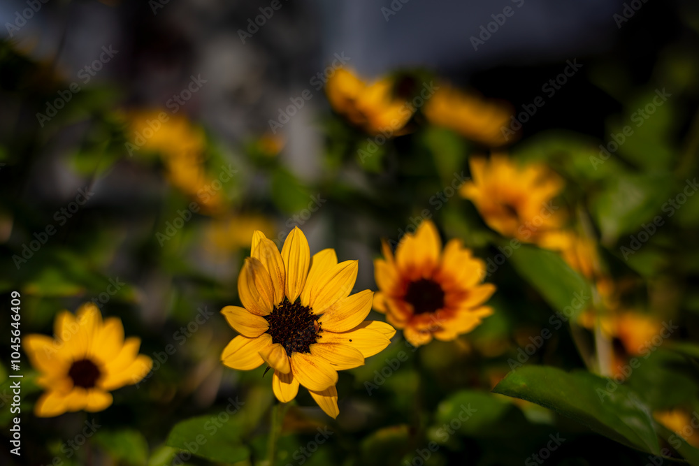 Close-Up of a Vibrant Mini Sunflower (Helianthus paradoxus) in Lush Yellow and Green Summery Colors, Capturing Nature's Beauty with Open Space Above for Creative Visuals and Designs Close-Up of a Vibrant Mini Sunflower (Helianthus paradoxus) in Lush Yellow and Green Summery Colors, Capturing Nature's Beauty with Open Space Above for Creative Visuals and Designs