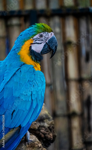 blue and yellow macaw