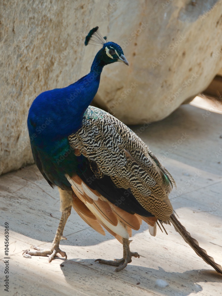 Beautiful peacock walking in the old town of Antalya, Turkey