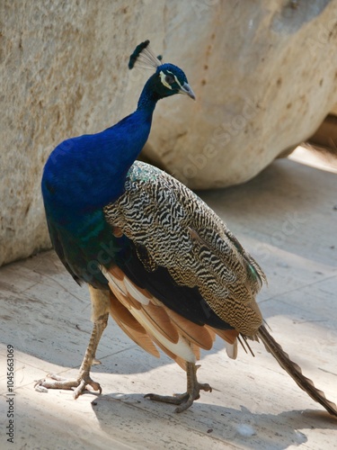 Obraz na płótnie Beautiful peacock walking in the old town of Antalya, Turkey w salonie