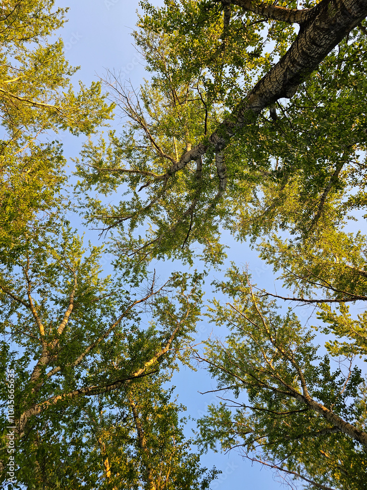 Fototapeta premium Tree branches and sky