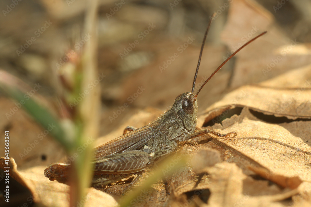 grasshopper sitting on a grass grasshopper sitting on a grass
