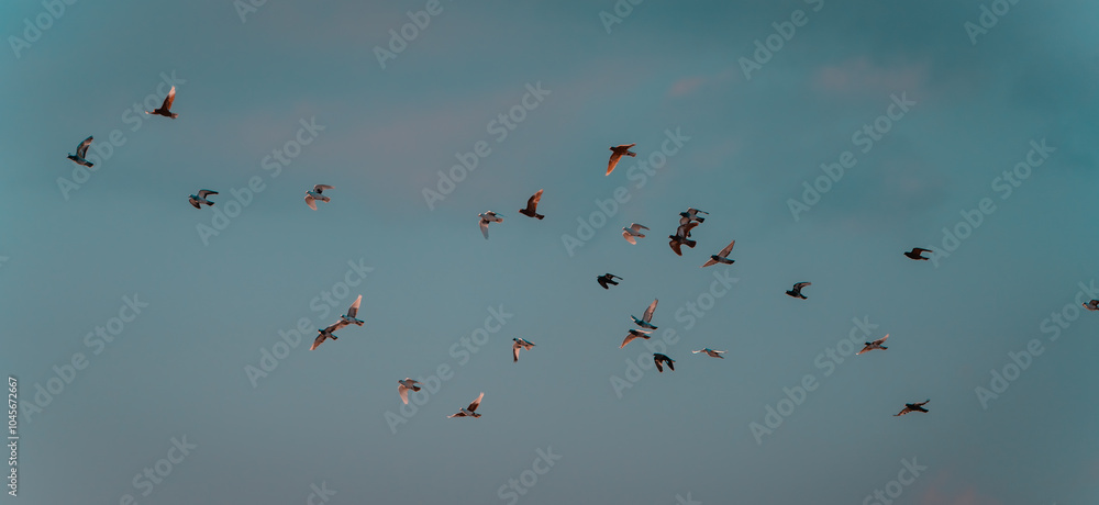 Pigeons of various colors flying in a group Pigeons of various colors flying in a group