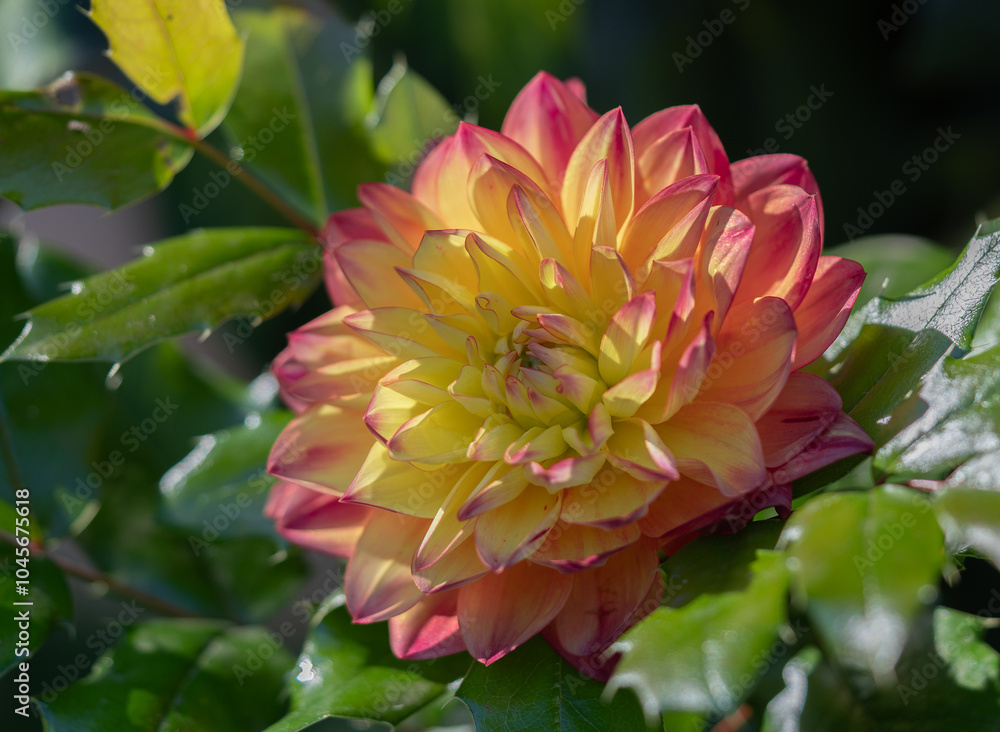 Yellow dahlia with red leaves on a green background Park flower Yellow dahlia with red leaves on a green background Park flower