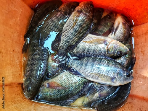 lots of freshly caught tilapia fish in red basket HD