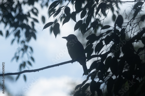 silhouette of a bird in the branches of a tree with blue sky in the background, leaves and shadows