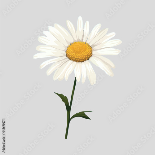 Beautiful daisy flower illustration vector