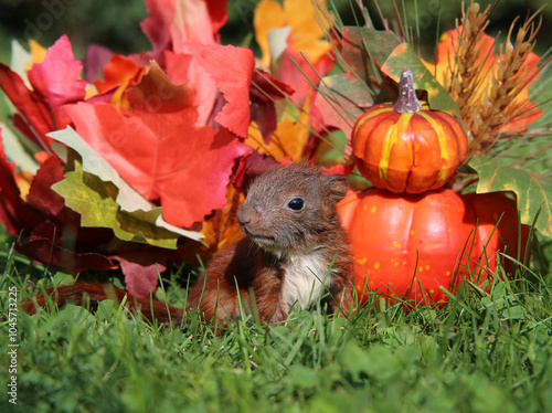 junges Eichhörnchen