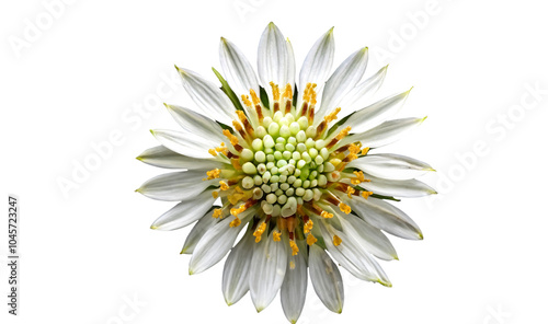 Bhringraj isolated on white background