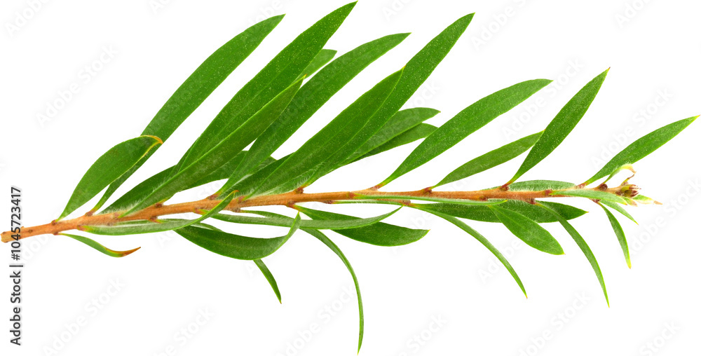 Fototapeta premium Melaleuca (Tea Tree) with leaves Isolated on White Background. Top View.