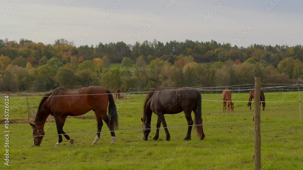 Beautiful horses are happily enjoying a peaceful day in a serene green pasture, filled with vibrant grass Beautiful horses are happily enjoying a peaceful day in a serene green pasture, filled with vibrant grass