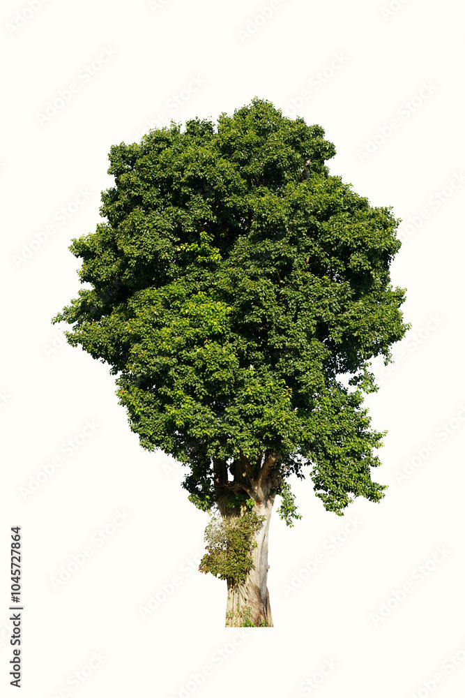 Fototapeta premium green tree isolated on white background. This has clipping path.