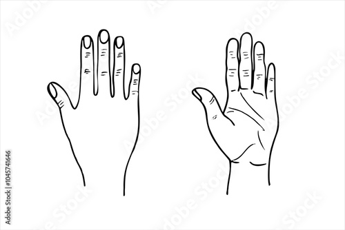 Vector monochrome palm and back view of human hand simple line art illustration painted by black inks. Body part etching drawing for medical presentation, project, advertising