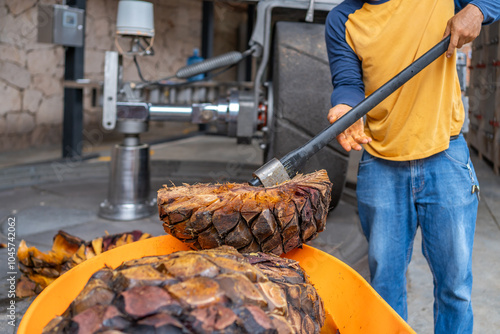 Cortando el agave en la fabrica de tequila. photo