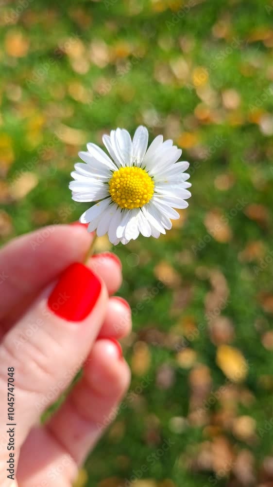 White woman's hand holding small white daisy White woman's hand holding small white daisy