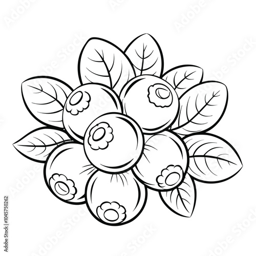 blueberry hand-drawn vector illustration Isolated white background.