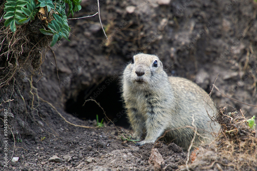 Fototapeta premium A gopher is sitting on the ground near his hole. The gopher has crawled out of his hole and is looking warily.