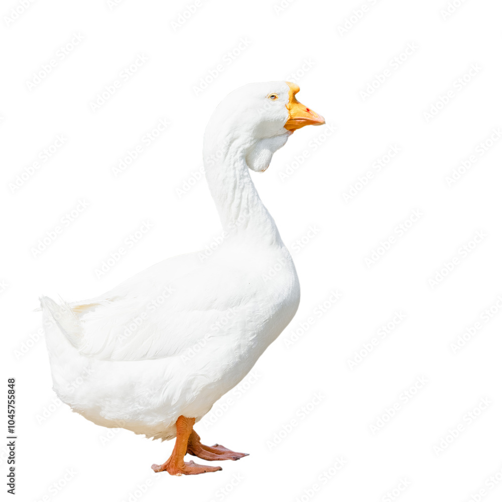 White goose fattened for the Christmas table White goose fattened for the Christmas table