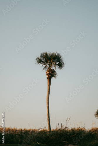 Palm Tree Hilton Head Island