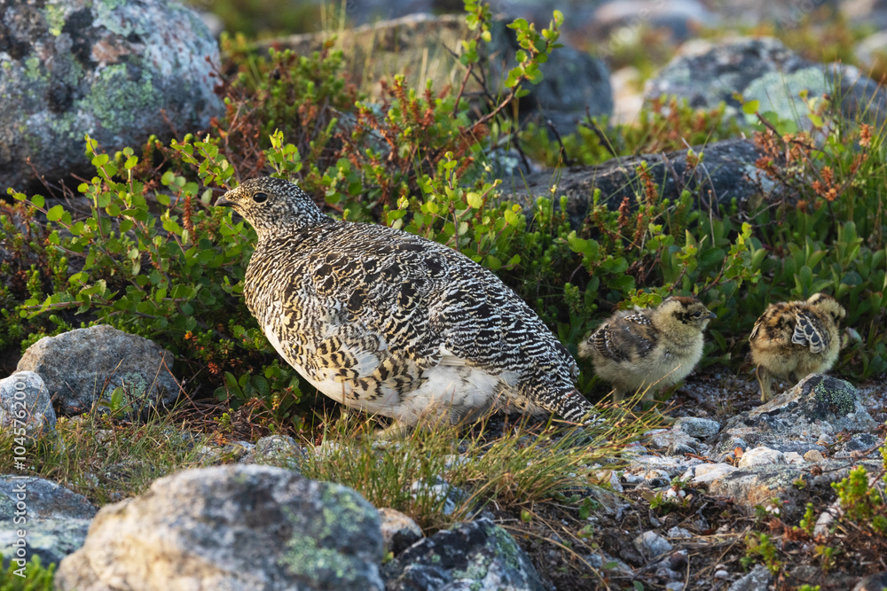 Rock ptarmigan with small chicks next to it on a summer morning in Urho Kekkonen National Park, Northern Finland	