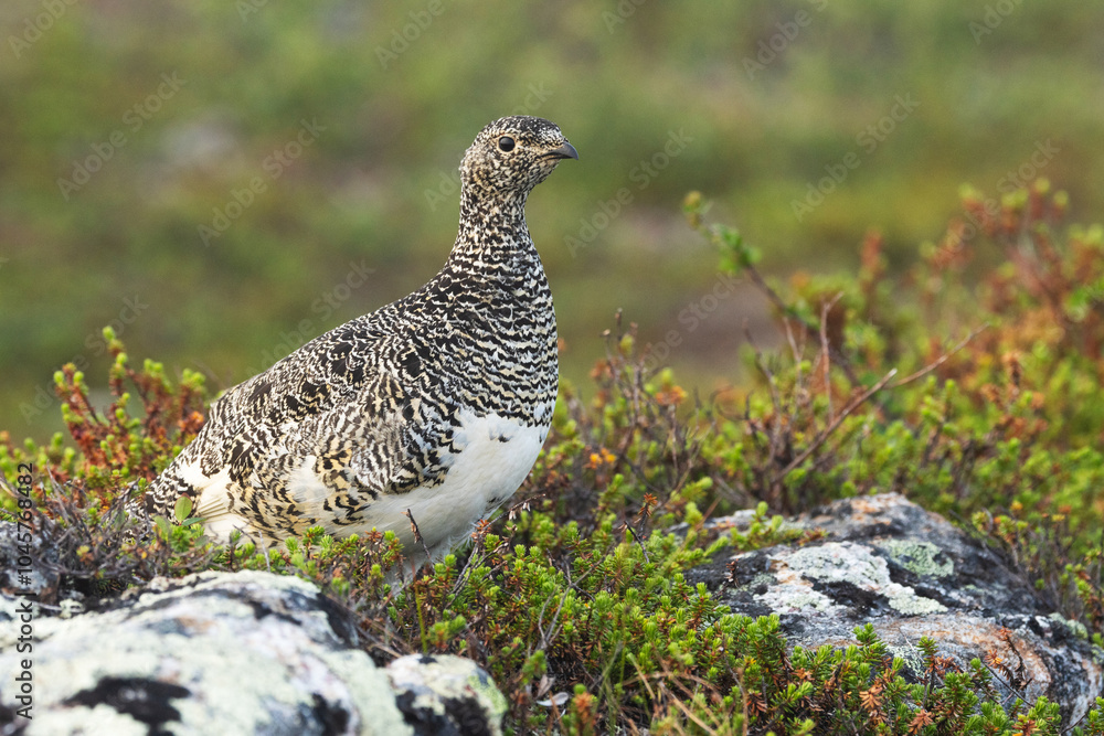 An alert Rock ptarmigan standing on a mountain in Urho Kekkonen National Park, Northern Finland An alert Rock ptarmigan standing on a mountain in Urho Kekkonen National Park, Northern Finland