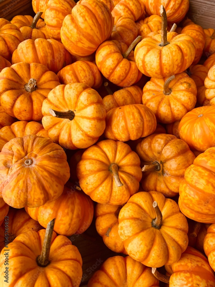 Pile of Pumpkins Pile of Pumpkins