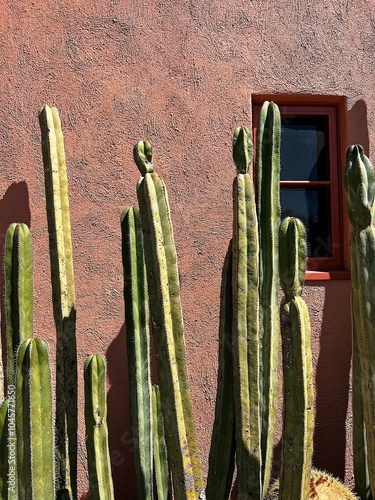 Sunlight casting a shadow of a tall cactus on a pink building.