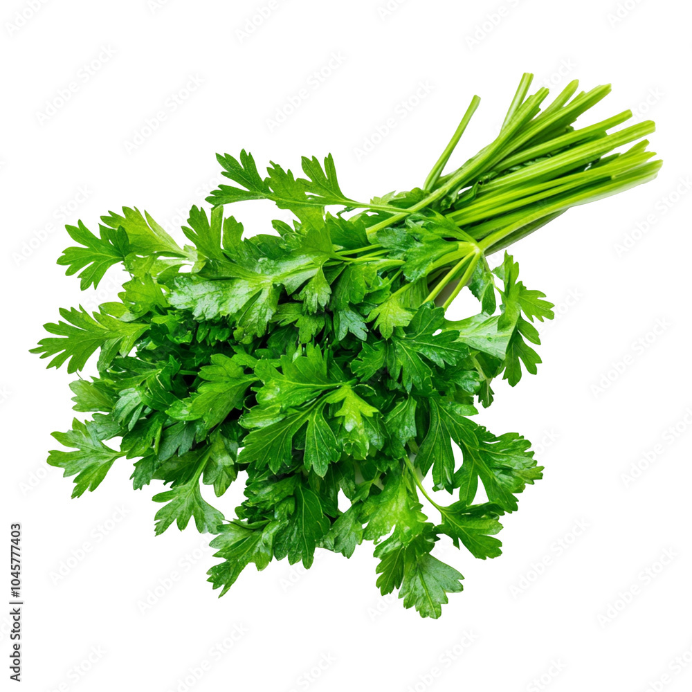Fresh parsley sprigs, isolated on transparent background Fresh parsley sprigs, isolated on transparent background