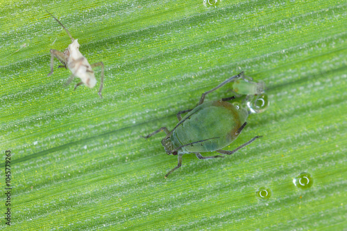 Bird cherry aphid, Rhopalosiphum padi, live bearing female nad cast skins on barley leaf. Anholocyclic form. BYDV virus transporter. photo