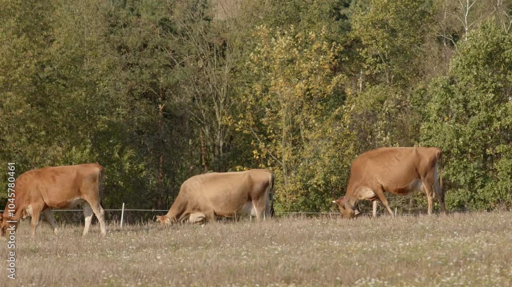 In a serene and tranquil field, two cows are peacefully grazing among the lush and vibrant greenery surrounding them In a serene and tranquil field, two cows are peacefully grazing among the lush and vibrant greenery surrounding them