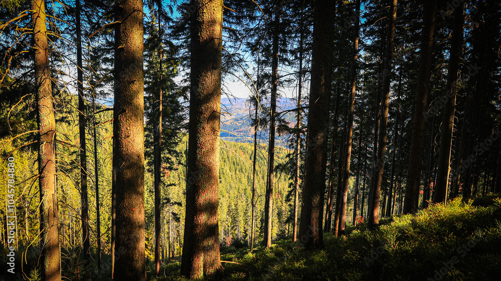 Obraz premium The trail to the Pilsko mountain from the Glinne pass. The season of autumn, called the 