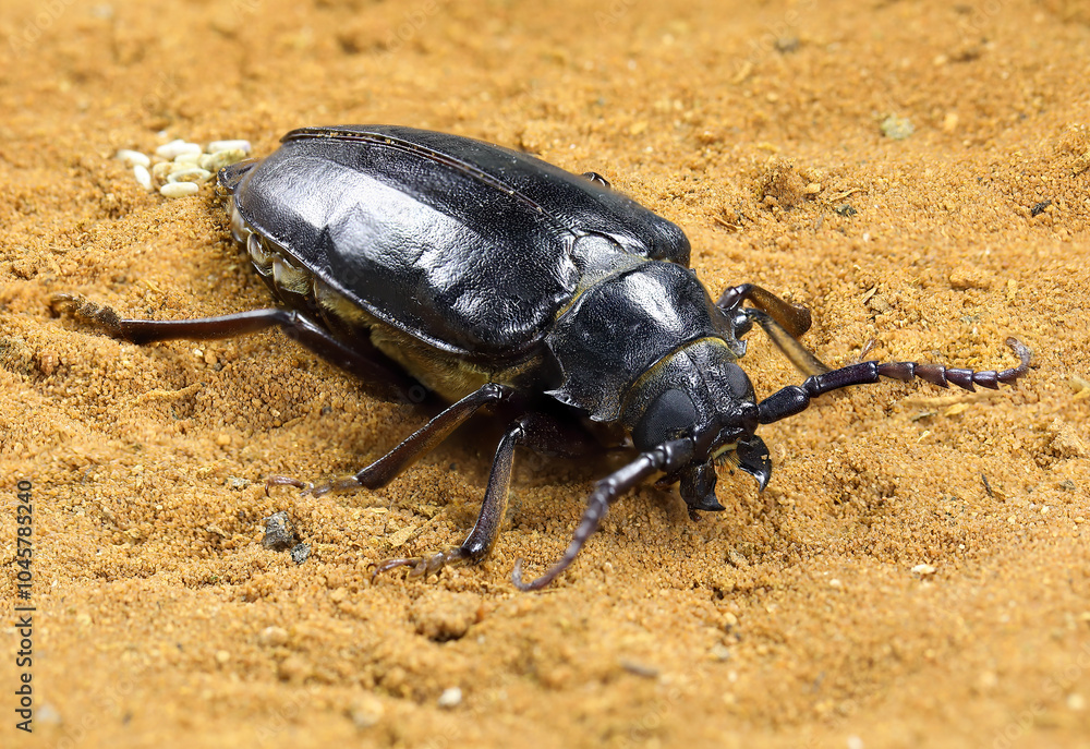 Longhorn beetle, Mesoprionus besikanus (Coleoptera: Cerambycidae) in nature. Female lays eggs in the sand Longhorn beetle, Mesoprionus besikanus (Coleoptera: Cerambycidae) in nature. Female lays eggs in the sand