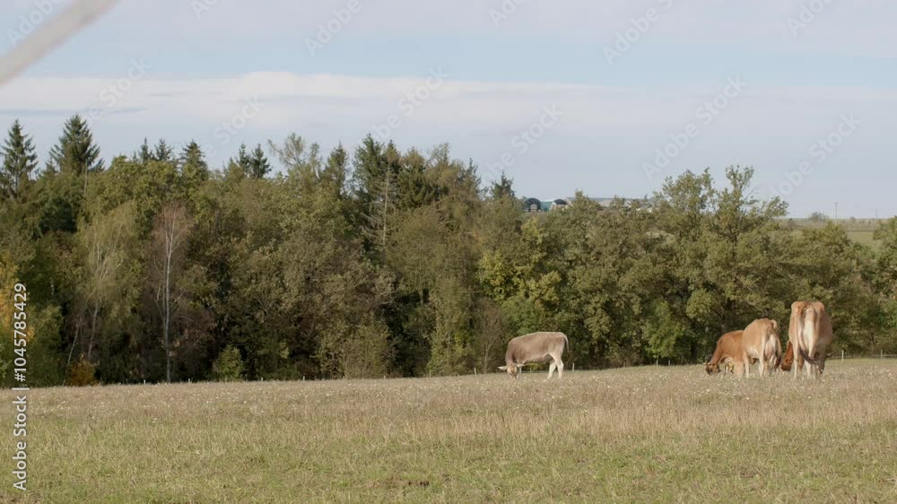 Cows are seen peacefully grazing on a lush green field while enjoying the warmth of a clear blue sky above Cows are seen peacefully grazing on a lush green field while enjoying the warmth of a clear blue sky above