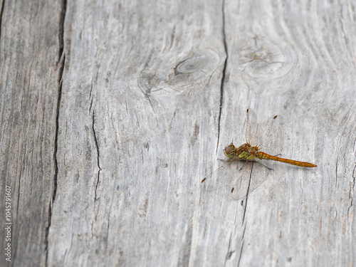 Yellow-red dragonfly sitting on gray, cracked, weathered, wooden planks background. Blank space.