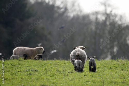 Photos Hampshire Down ewe with lambs