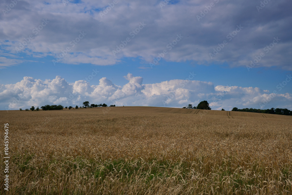 Yellow wheat field and blue sky. Farmland, Germany.