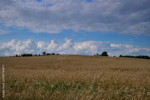 Yellow wheat field and blue sky. Farmland, Germany.