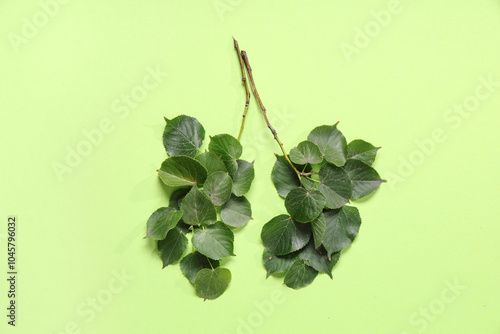 Tree branches with leaves i...