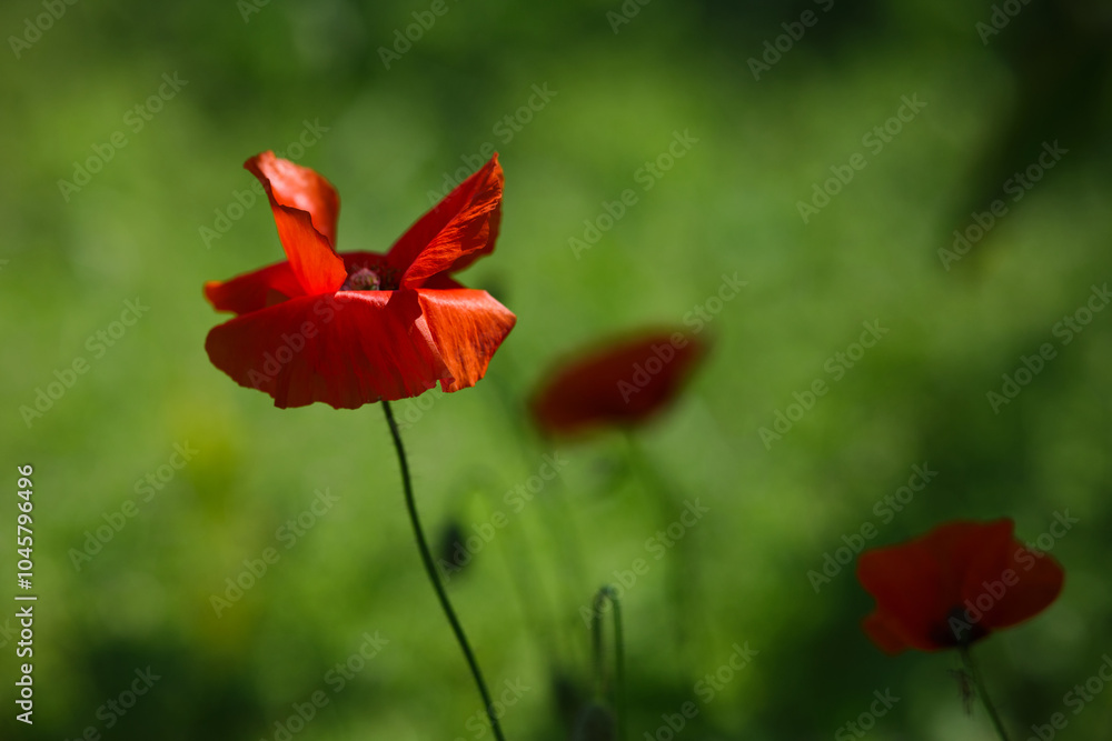 Bright red poppies on a green background in sunny weather