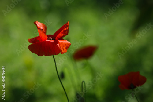 Obraz na płótnie Bright red poppies on a green background in sunny weather w salonie