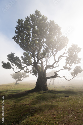 Laurel  forest tree in mist and fog in Laurisilva forest of Paul da Serra, Fanal Forest on the island of Madeira, Portugal
