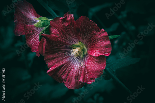 A close up of a red Common Hibiscus flower with rain drops