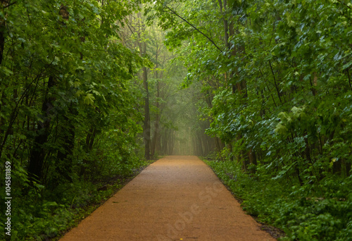 Serene forest pathway shrouded in mist, inviting exploration and tranquility in nature's embrace