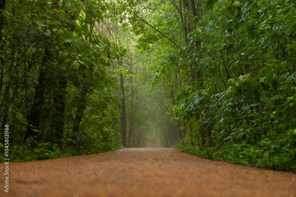 Obraz premium Serene forest path shrouded in mist, inviting exploration on a tranquil morning in nature's embrace