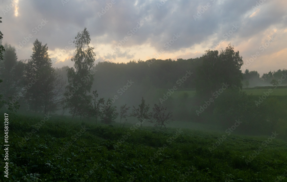 Fototapeta premium Tranquil mist envelops a serene landscape at dawn with trees softly emerging from the ethereal haze