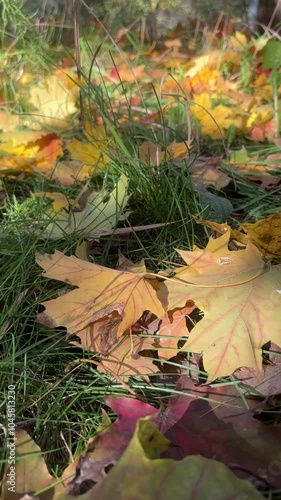 Yellow and red leaves on the branches. Maple leaves have turned yellow in anticipation of winter. Autumn leaf fall. The cool season has arrived