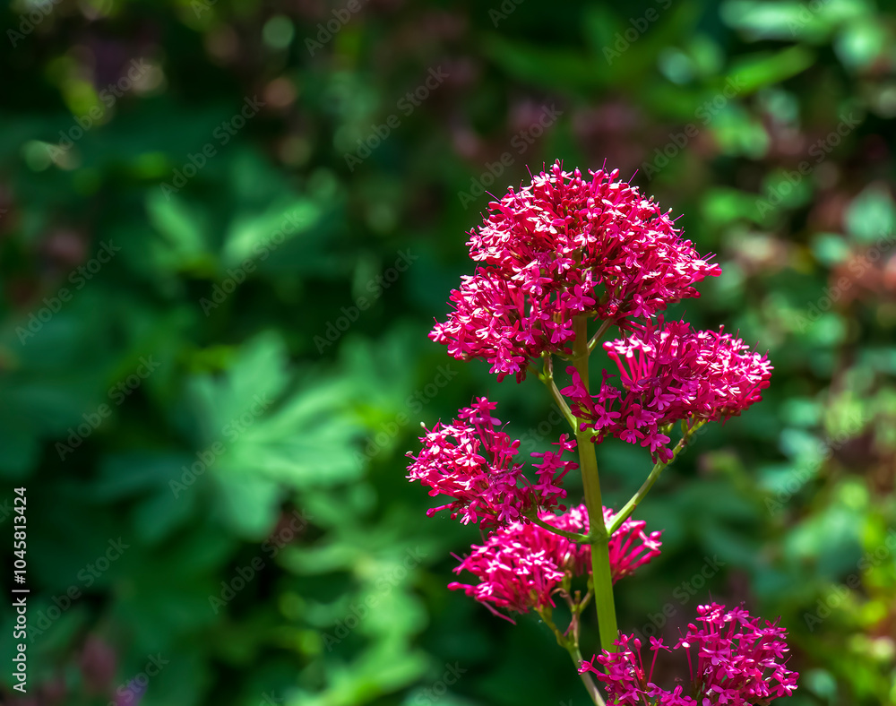 Purpure flowers of centranthus ruber. Also called red valerian, spur valerian, kiss-me-quick, fox's brush, devil's beard and Jupiter's beard. Purpure flowers of centranthus ruber. Also called red valerian, spur valerian, kiss-me-quick, fox's brush, devil's beard and Jupiter's beard.