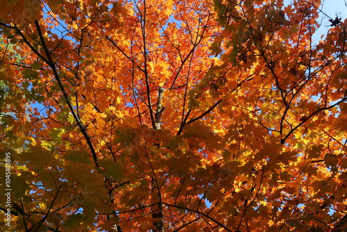 Yellow and red leaves on the branches. Maple leaves have turned yellow in anticipation of winter. Autumn leaf fall. The cool season has arrived